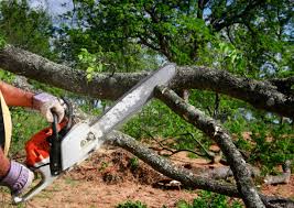 Best Tree Maintenance Programs  in Michigan City, IN