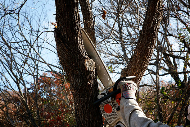 Best Tree Cabling and Bracing  in Michigan City, IN