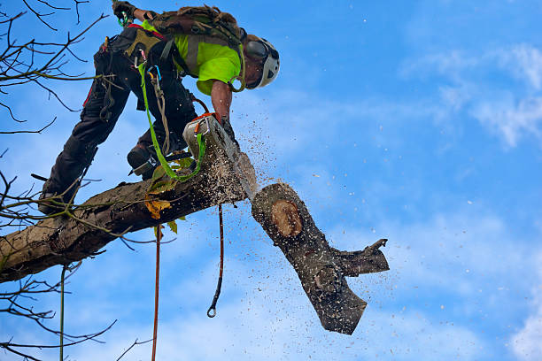 Best Arborist Consultation Services  in Michigan City, IN